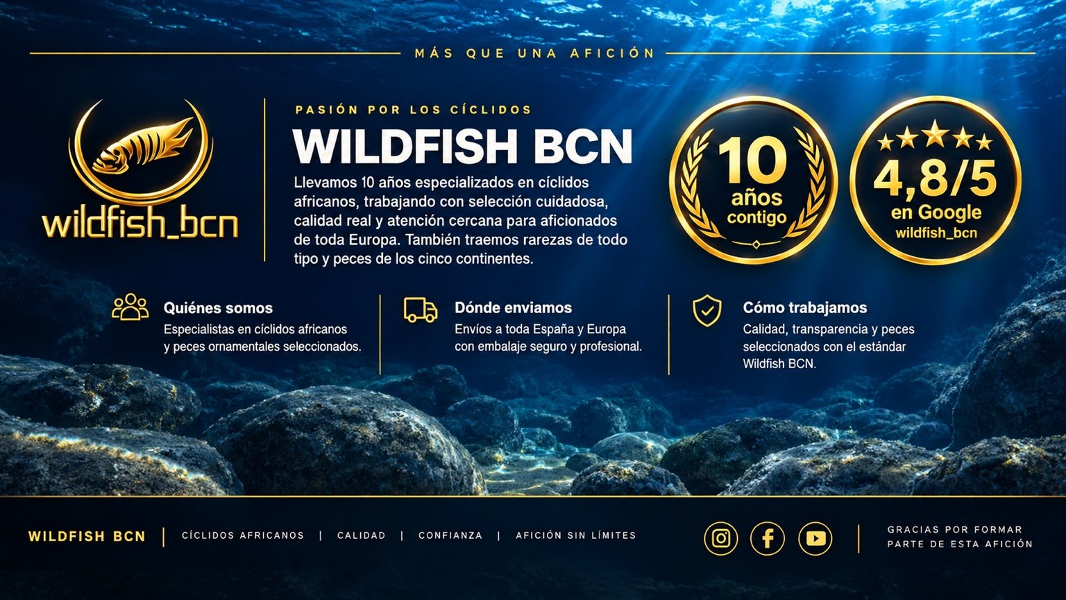 Wildfish BCN. 10 años especializados en cíclidos africanos, rarezas y peces de los cinco continentes. Envíos a España y Europa. 4,8 sobre 5 en Google.