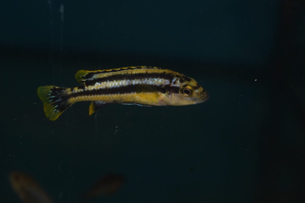 Melanochromis auratus – 5 – 6