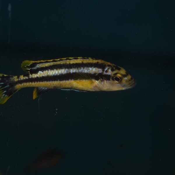 Melanochromis auratus – 4 - 5