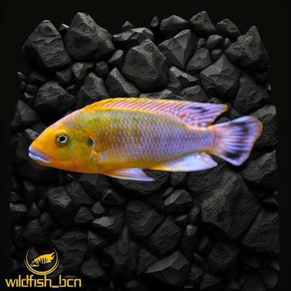 Pseudotropheus sp. 'williamsi north' Blue Lips – 3,5-4