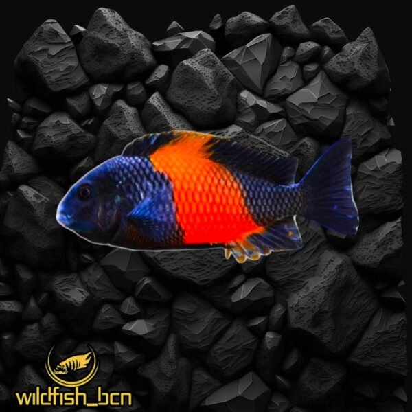 Tropheus sp. 'black' Pemba Bemba NICE – 3-3,5