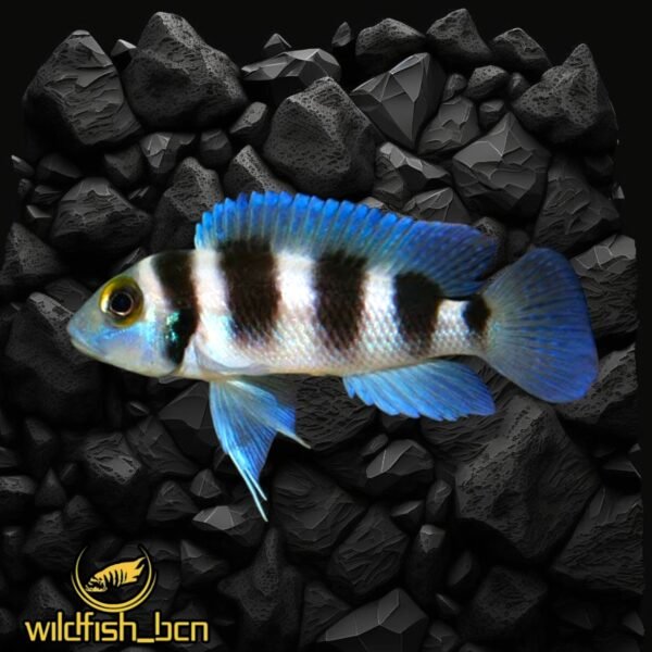 Neolamprologus tretocephalus – 3,5