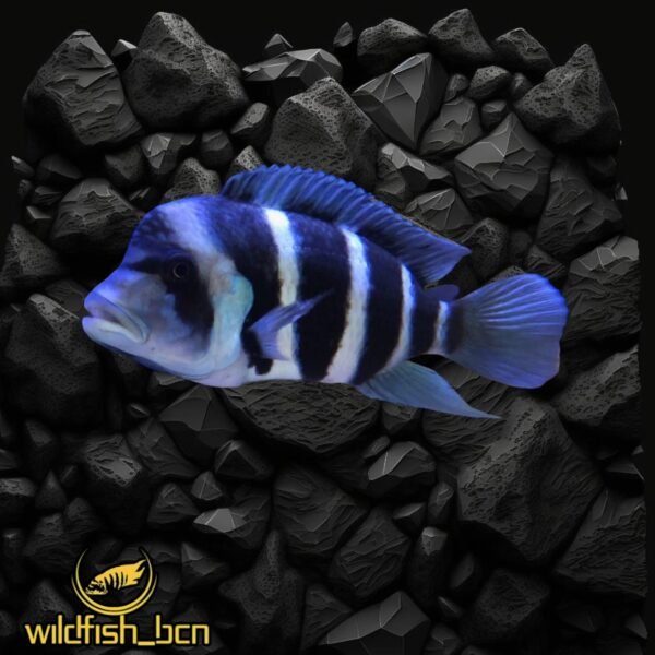Cyphotilapia frontosa Burundi F1 – 4 - 5