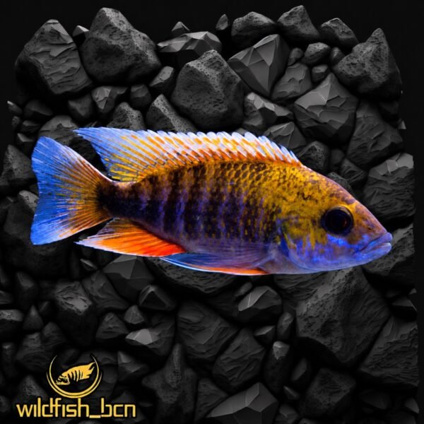 Aulonocara sp. Jacobfreibergi "Otter Point" – 5 - 7