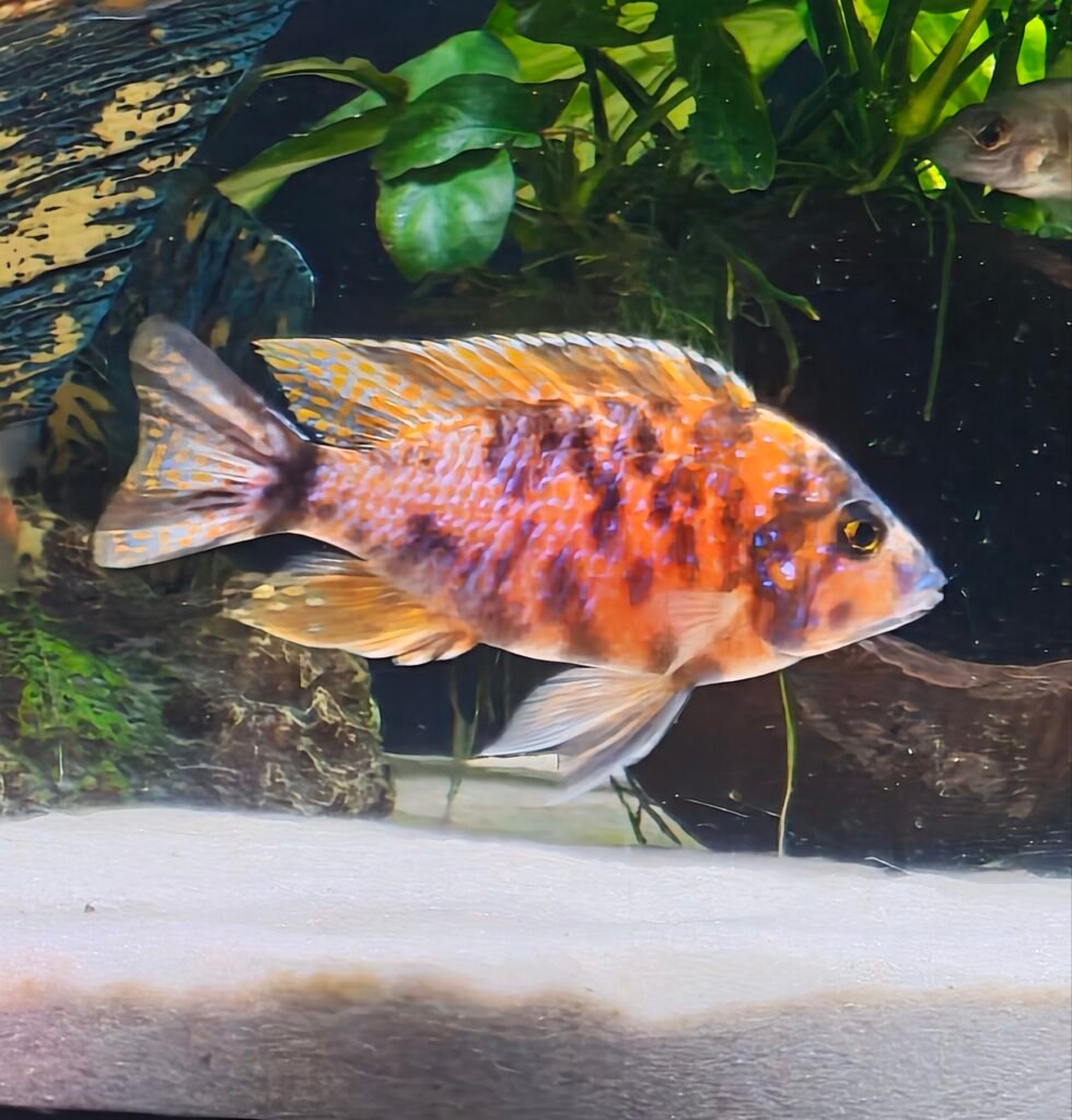 Aulonocaras OB rojo