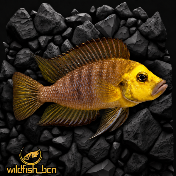 Altolamprologus compressiceps Goldhead " Kasanga " F1 – 4 - 5