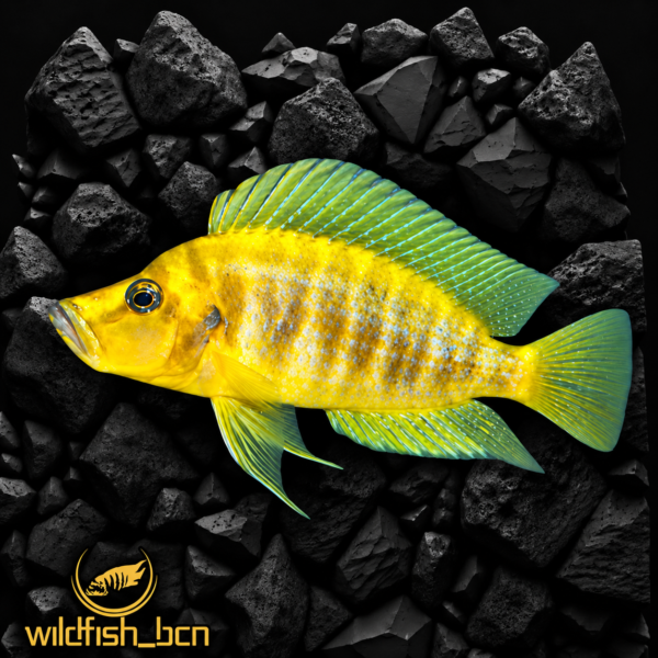 Altolamprologus compresiceps Mandarin Titcha F1 – 6 - 8
