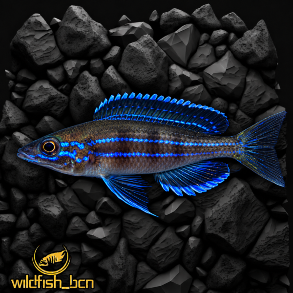 Paracyprichromis sp. 'ammelrooyi' Kekese /new 2024/ f1 – 4-5
