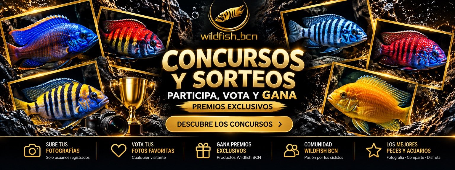 Wildfish BCN concursos y sorteos: participa, vota y gana