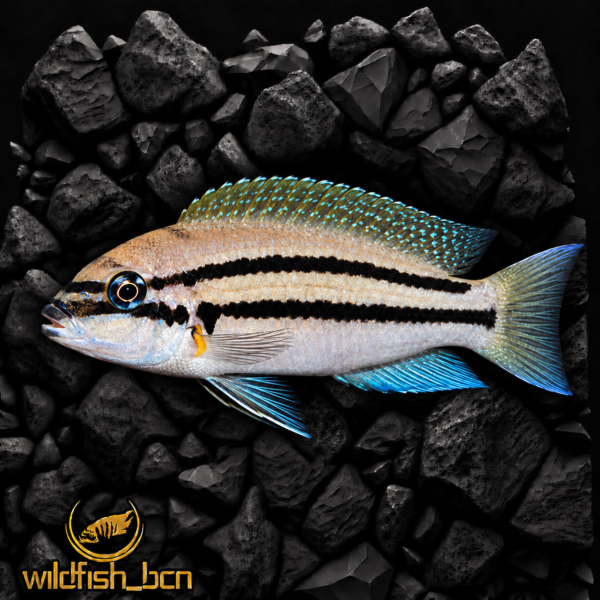 Chalinochromis sp. 'Bifrenatus' – 4-5