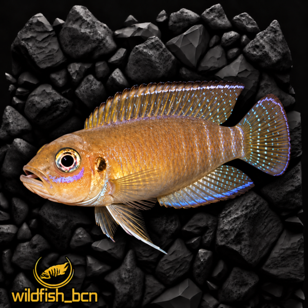 Lamprologus brevis "Moba" – 3,5