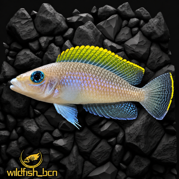 Neolamprologus caudopunctatus F1 XL – 6 - 7