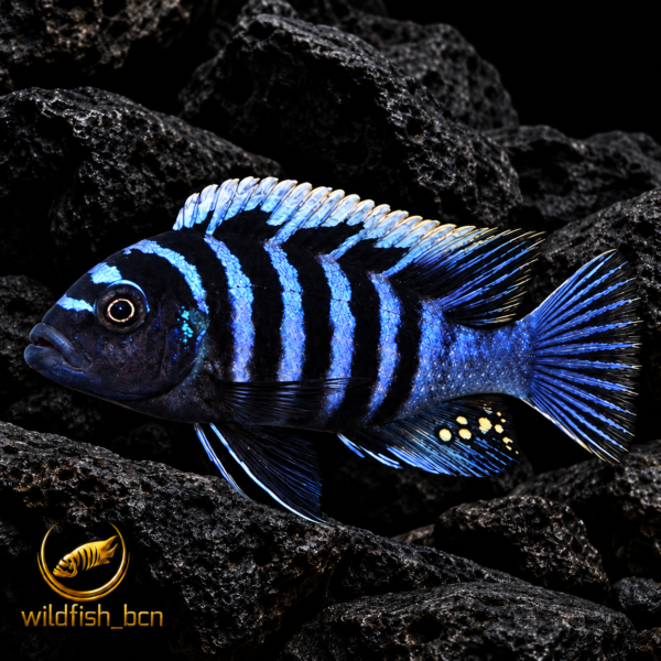 Cynotilapia zebroides Charo f1 – 4-5