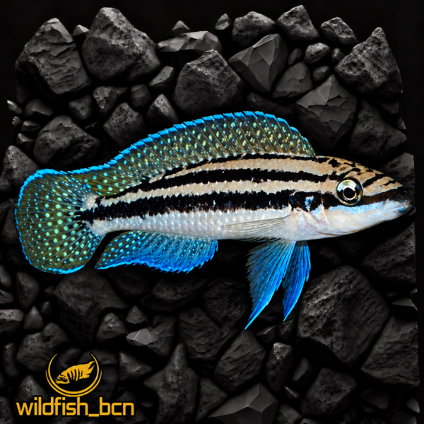 Julidochromis dickfeldi – 3,5 - 4