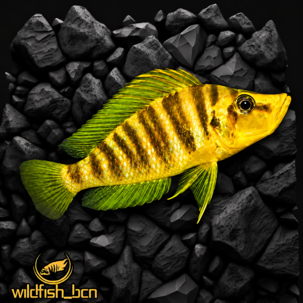 Altolamprologus compressiceps Kilima "Mandarin" F1 f2 – 3-4