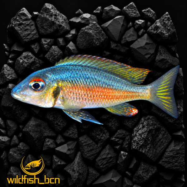 Callochromis melanostigma Muzimu f1 – 4-5