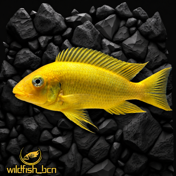Pseudotropheus demasoni – 3,5