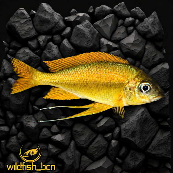 Ophthalmotilapia cf. nasuta 'Kipili' /new 2025/ f1 – 4-6