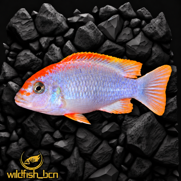 Pseudotropheus perspicax Ndumbi "red top" – 4-5