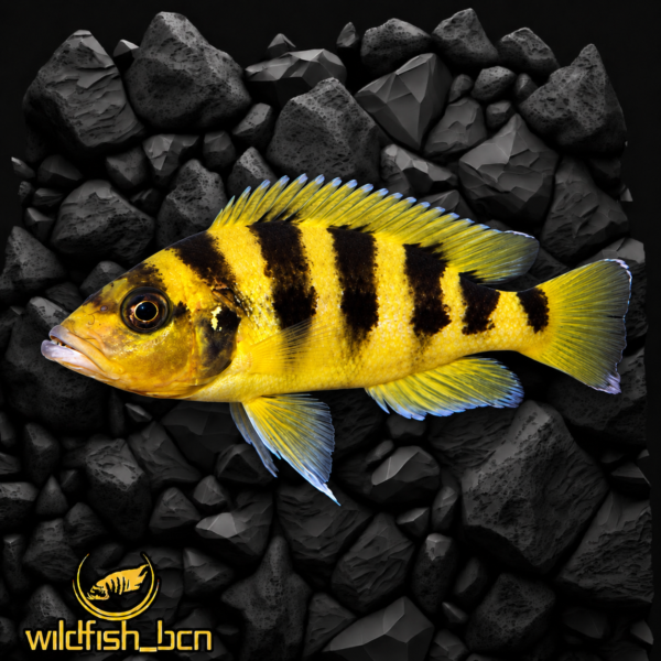Neolamprologus sexfasciatus Gold – 4 - 5