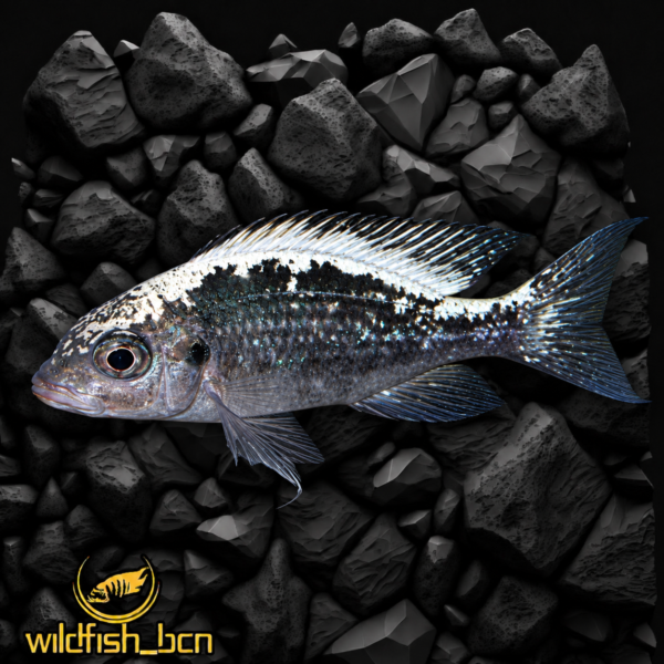 Ophthalmotilapia sp. 'whitecap' Katondo Point new f1 – 4-5