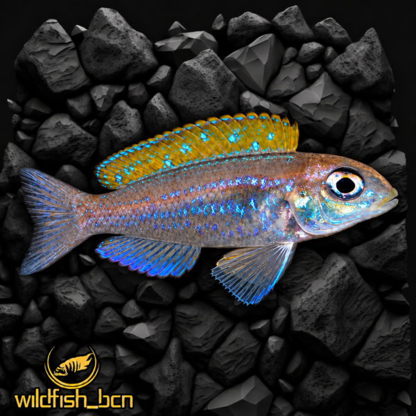 Xenotilapia flavipinnis 'Mtotokainda Island' /new 2024/ f1 – 4-5