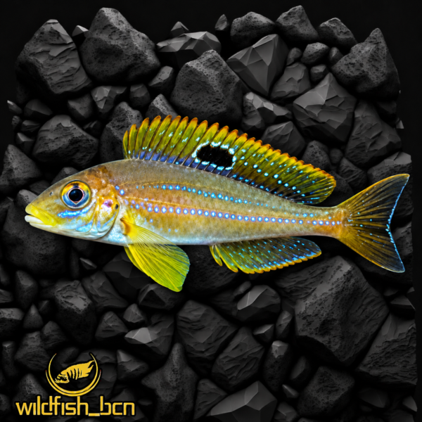 Xenotilapia sp. 'papilio sunflower' Mvuna f1 – 4