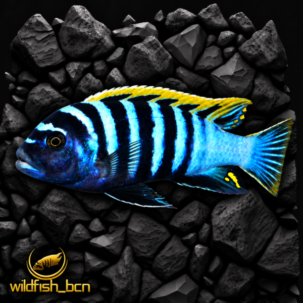 Cynotilapia sp. afra red top " Likoma " – 4 - 5